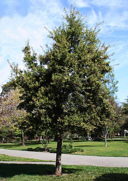 cork oak tree